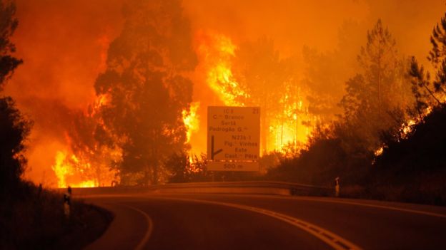 EIB donates EUR 500 000 for reconstruction after forest fires in Portugal